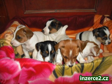 Jack Russel Terier_1 112649_1.jpg