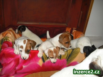 Jack Russel Terier_2 112649_2.jpg