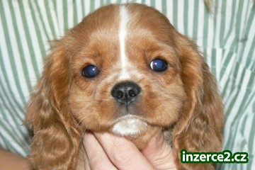 Kavalír King Charles Spaniel_1 112848_1.jpg