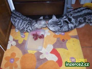 whiskas kocourek_1 113420_1.jpg