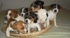 jack russell terier 114195_t.jpg