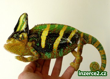 Chameleon jemenský_1 11453_1.jpg