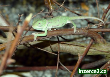 Chameleon jemenský_2 11453_2.jpg
