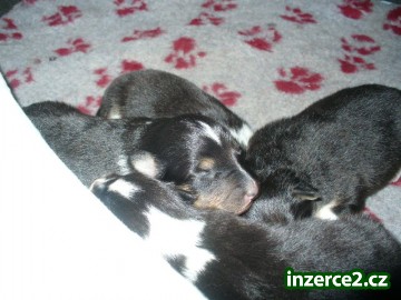 Prodám štěňátka šeltie - sheltie_1 115270_1.jpg