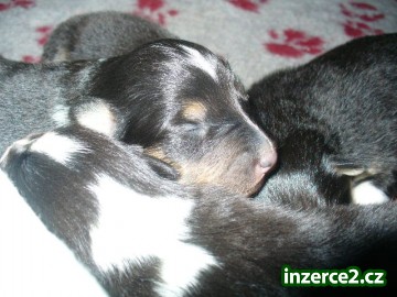 Prodám štěňátka šeltie - sheltie_2 115270_2.jpg
