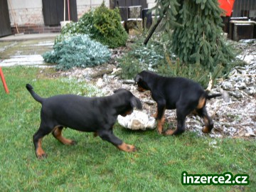 Dobrman- štěňata_2 116539_2.jpg
