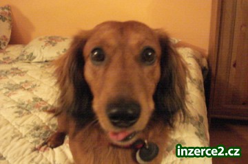 Hledam psi zenu :o)_1 116558_1.jpg