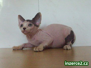Kanadsky sphynx_1 116857_1.jpg
