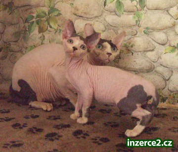 Kanadsky sphynx_2 116857_2.jpg