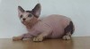 Kanadsky sphynx 116857_t.jpg