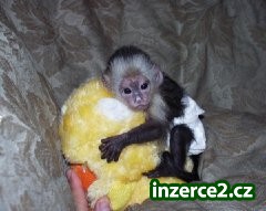 Rozkošný kapucín baby opice_1 116964_1.jpg