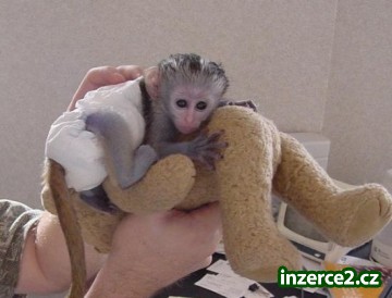 Rozkošný kapucín baby opice_2 116964_2.jpg