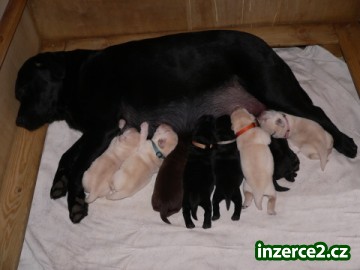 LABRADOR RETRIEVER s PP_1 117371_1.jpg