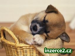 Práce z domu pro každého_1 117996_1.jpg