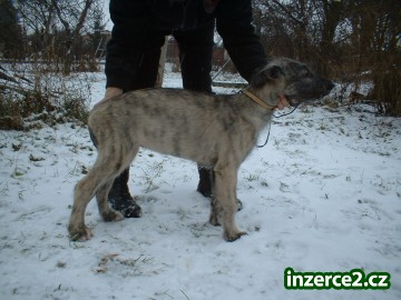 irský vlkodav_1 118209_1.jpg