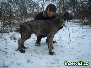 irský vlkodav_2 118209_2.jpg