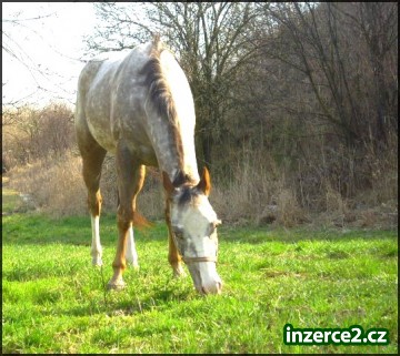 Appaloosa klisna po vynikajících rodičích_1 11836_1.jpg