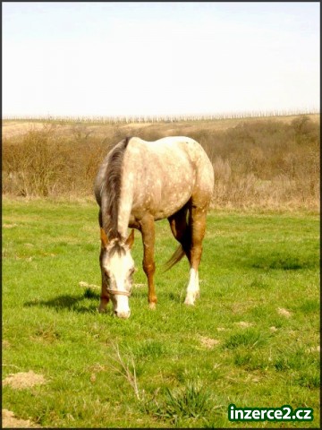Appaloosa klisna po vynikajících rodičích_2 11836_2.jpg