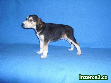 Saluki štěňata_2 118648_2.jpg