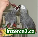 Zkrocený AFRICAN GREY_1 118821_1.jpg