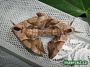 smerinthus ocellatus_2 119590_2.jpg