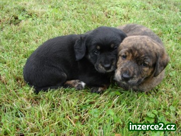 Daruji nadherné štěně křížence Labradora_1 120075_1.jpg