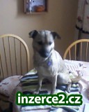 Daruji německého špice_1 120080_1.jpg