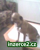 Daruji německého špice_2 120080_2.jpg