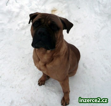 Bulmastiv štěňata_1 120225_1.jpg