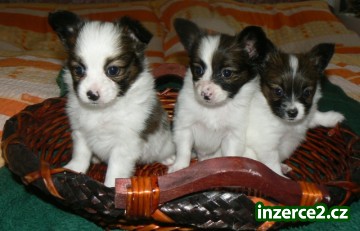 Papillon Krásná štěňátka s PP_1 12030_1.jpg
