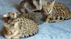exotická Serval, Karakal, Savannah a Ocelot Koťata 120465_t.jpg