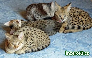 Margay,Savannah, Serval, Ocelot Caracal a kotata na prodej_1 120693_1.jpg