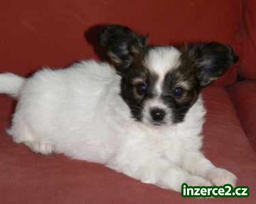 Papillon - chovatelská stanice Anée_2 12149_2.jpg