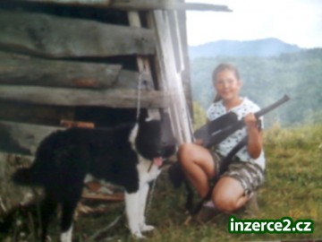 Ruskoevropská lajka_1 121560_1.jpg