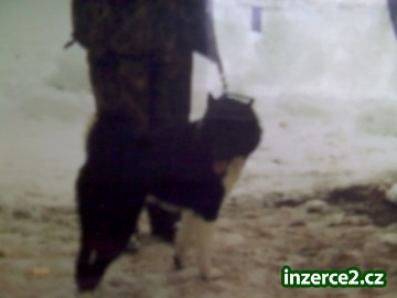 Ruskoevropská lajka_2 121560_2.jpg