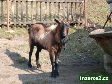 Prodám kozla bezrohého tříletého_1 122335_1.jpg