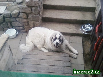 Štěňata pyrenejského mastina_1 12301_1.jpg