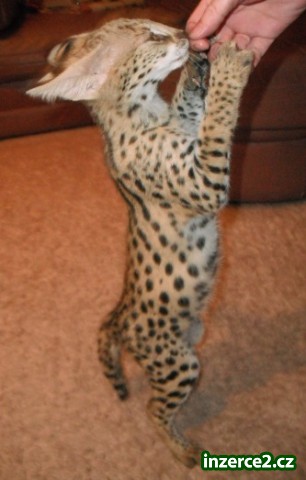 Servals, savany, oceloti a Margay Kočky na prodej_1 125415_1.jpg