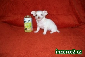 krásné čivava štěně_1 125551_1.jpg