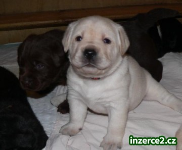 Labrador Retriever s PP (štěně)_2 125822_2.jpg