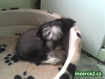 cinsky chocholaty pejsek_1 12739_1.jpg