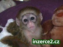 Krásné kapucín opice pro přijetí_1 127414_1.jpg