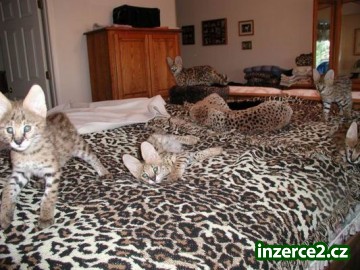 Caracal, Ocelot, Serval a F1, F2, F3, F4, F5 savany koťata_1 127761_1.jpg