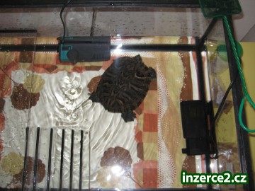 Daruji želvu včetně akvárka_2 129387_2.jpg