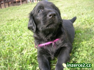 Flat Coated Retriever - štěňata s PP_1 13026_1.jpg