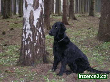 Flat Coated Retriever - štěňata s PP_2 13026_2.jpg