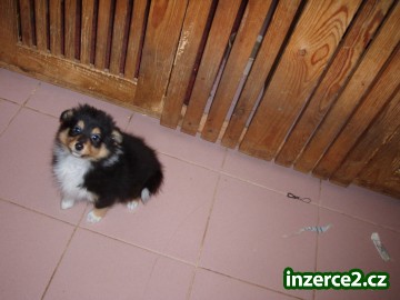 šeltie_2 130445_2.jpg