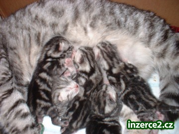 whiskas koťátka_1 130774_1.jpg