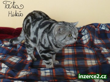 whiskas koťátka_2 130774_2.jpg