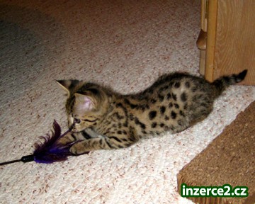 Savannah, Serval a perská koťata na prodej._2 130917_2.jpg